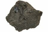 Pleistocene Fossil Beetle (Tropisternus) - LaBrea Formation #212191-1